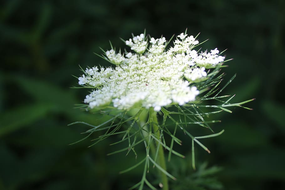 hemlock, flower, white, p, white flowers, white flower, nature, garden, plant, small flower