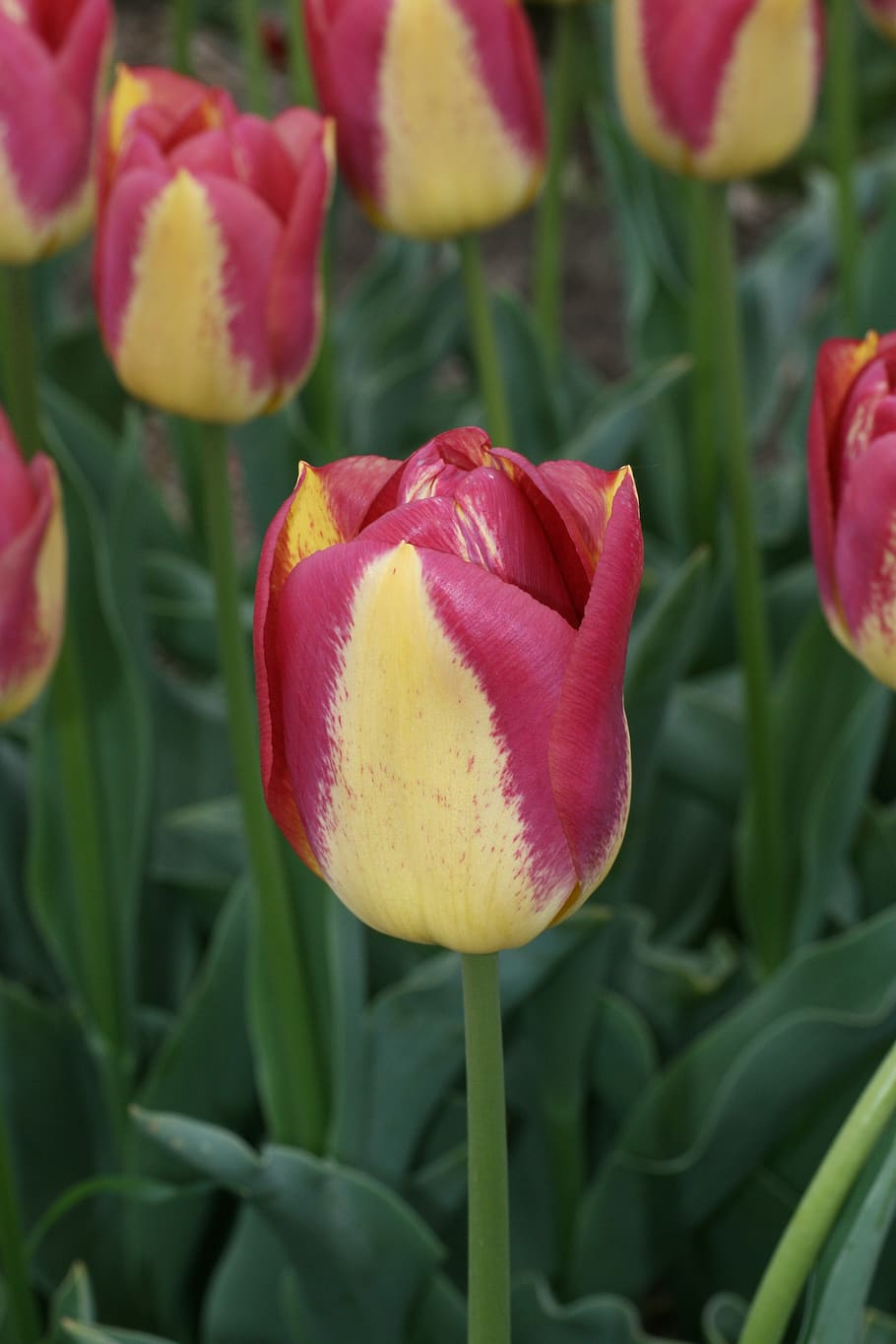 tulip, yellow, red, spring, flowers, tulips, colorful, flower, garden, netherlands
