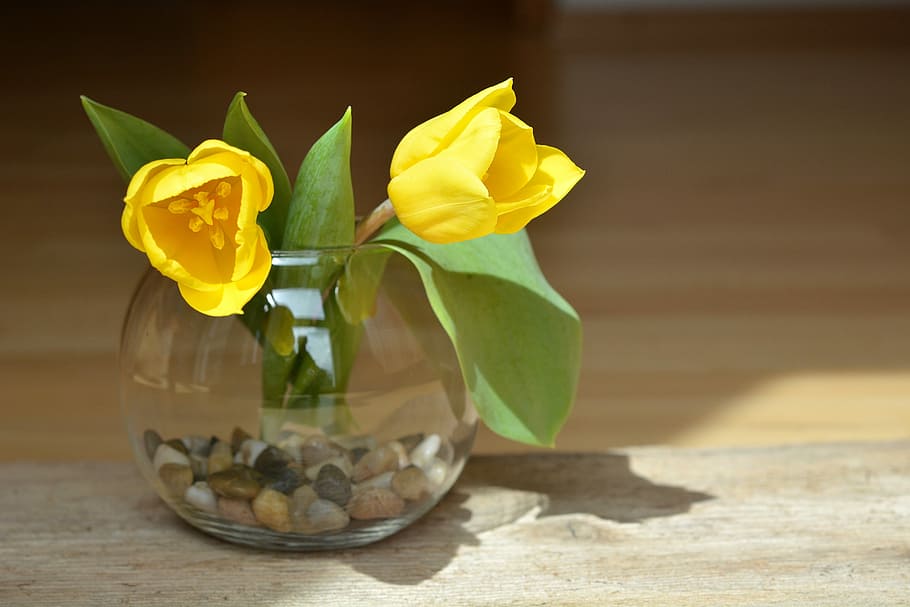 Tulipas, flores, amarelo, flores amarelas, flores cortadas, flores da primavera, vaso, vidro, ninguém, flor
