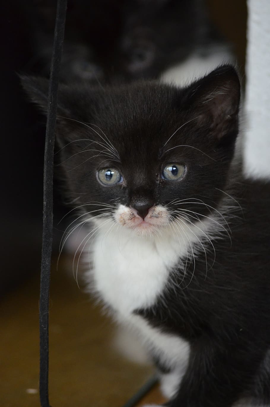 kitten, black and white, cat, baby, pet, nature, animals, animal welfare, frack, mammal