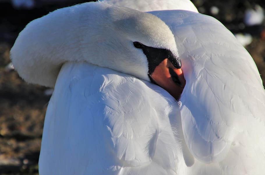 plumage, pen, swan, white, neck, beautiful, beak, swans, biel, water