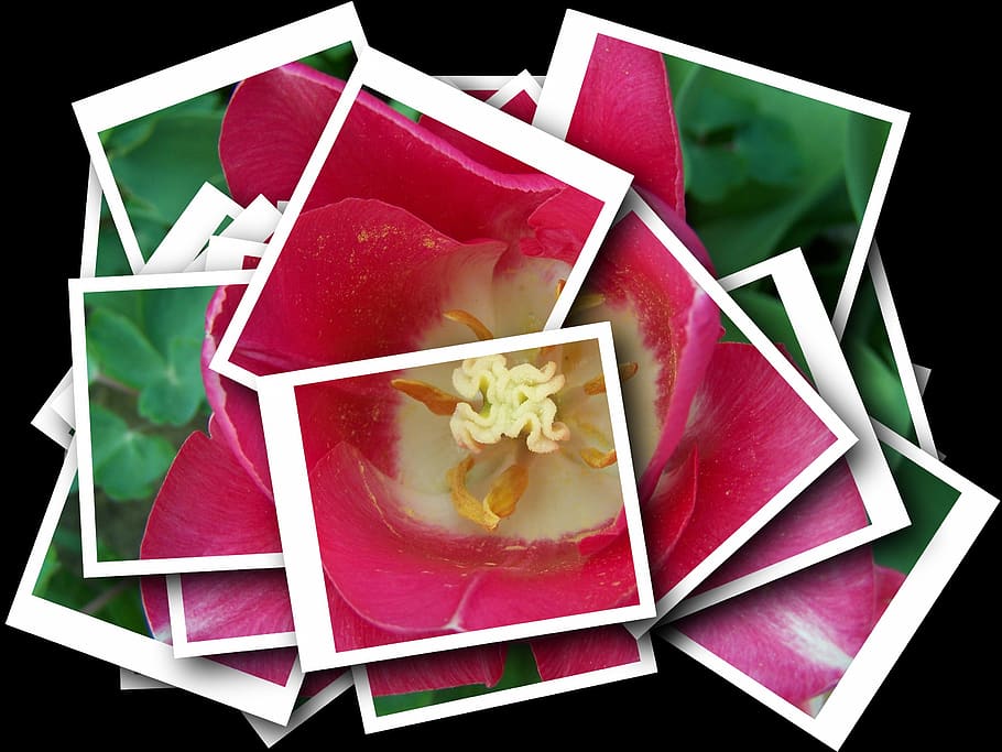 collage, artistic, pink tulips, flower, flowering plant, plant, beauty in nature, close-up, high angle view, indoors