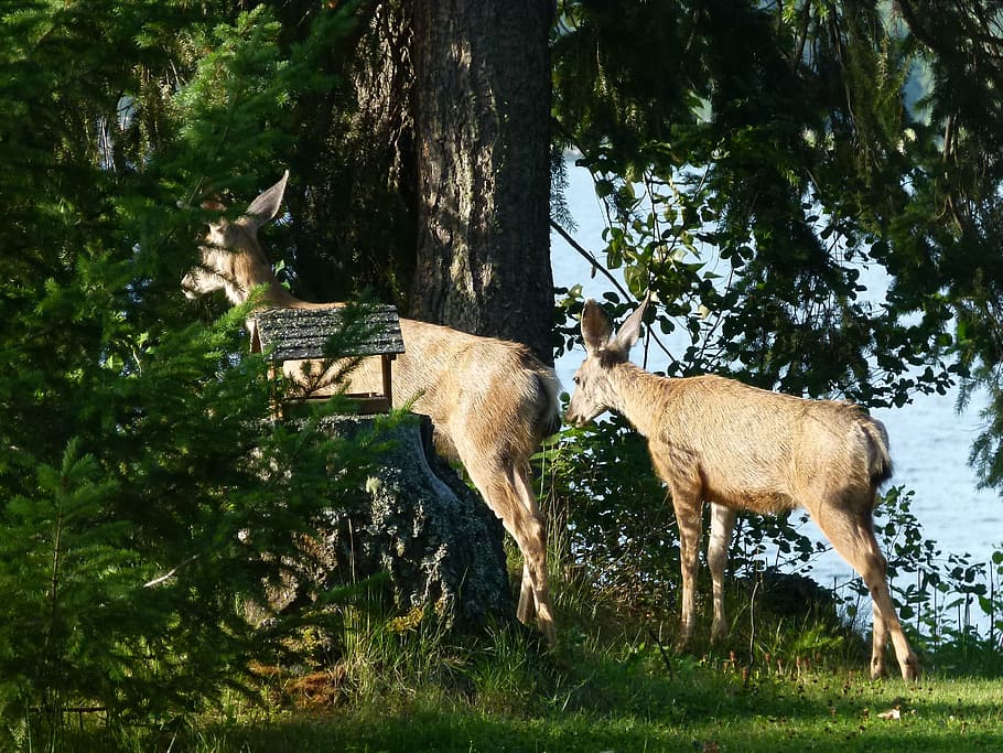 deer, animals, mammal, watching, beware, attention, lake, forest, nature, outside