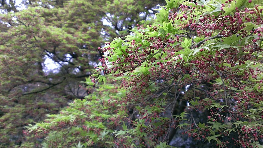shinjuku gyoen, spring, momiji, plant, growth, tree, beauty in nature, nature, day, green color