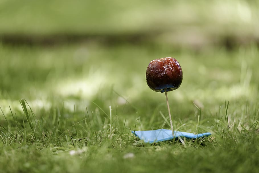cherry, fruit, grass, nature, green, plant, selective focus, green color, land, close-up