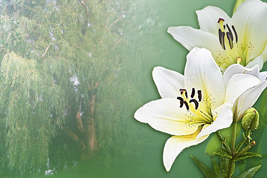 two, white, petaled flowers, green, trees background, lilies, dream, poem, relax, rest