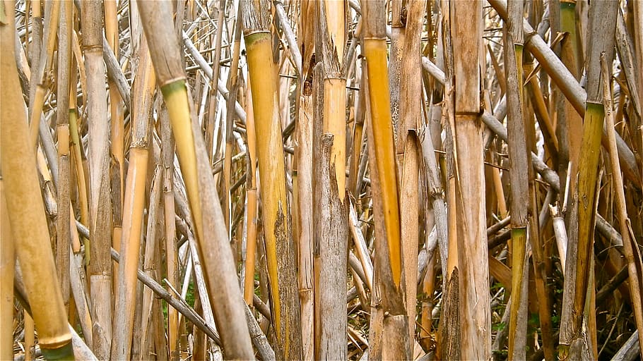 cane, arundo donax, stems cylindrical, vegetable, botany, nature, full frame, plant, backgrounds, bamboo - plant