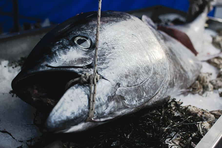 pasar, Tuna, close up, ikan, satu hewan, tidak ada orang, close-up, satwa liar, hewan di alam liar, hari