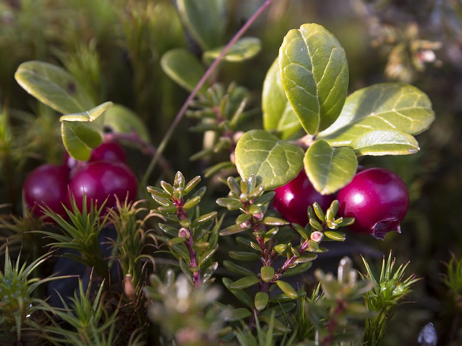 cranberries, heather, norwegian nature, vaccinium vitis-idaea, food and drink, food, plant, plant part, leaf, healthy eating