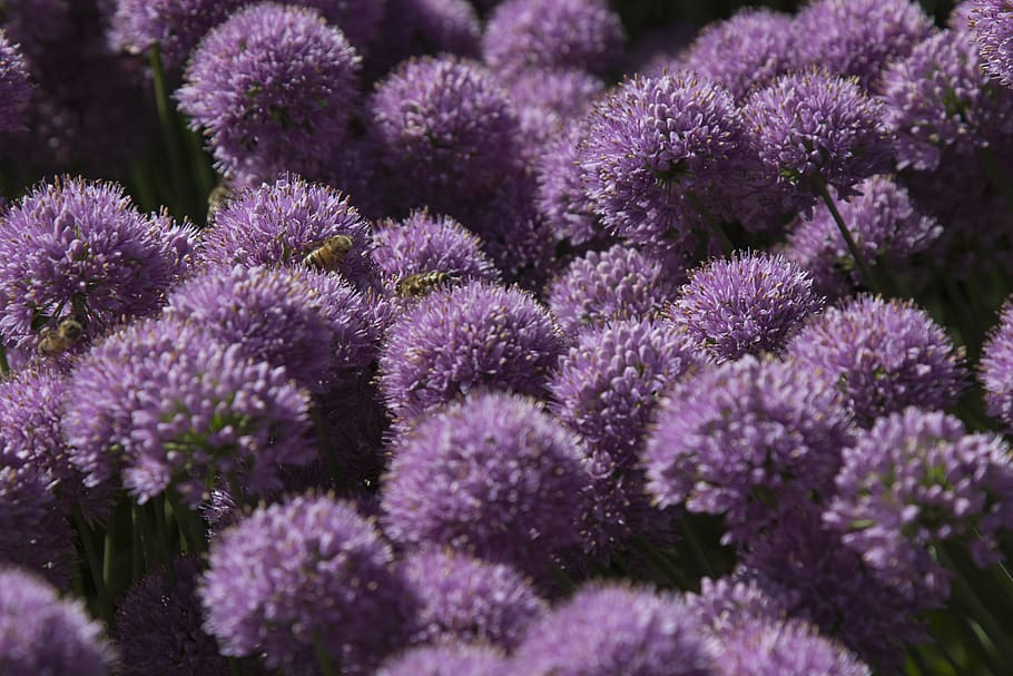 allium schoenoprasum, chives, chives flowering, chives and bees, bees, bee, pollen, garden, nature, purple