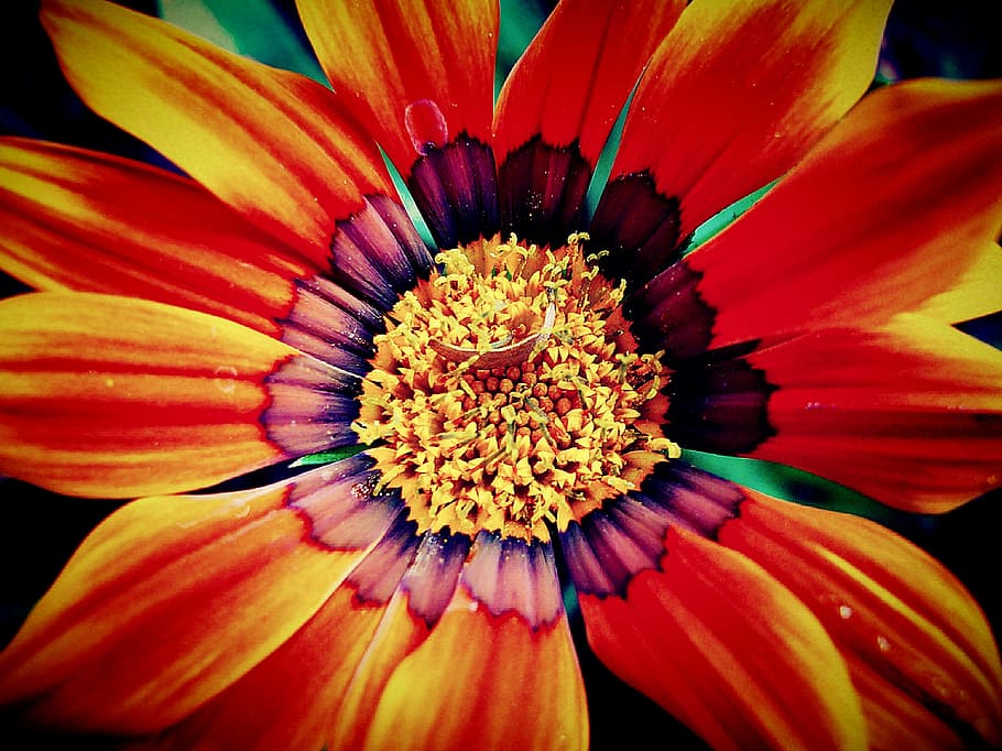 macro photography, red, yellow, gazania flower, autumn, blur, calm, change, concept, country