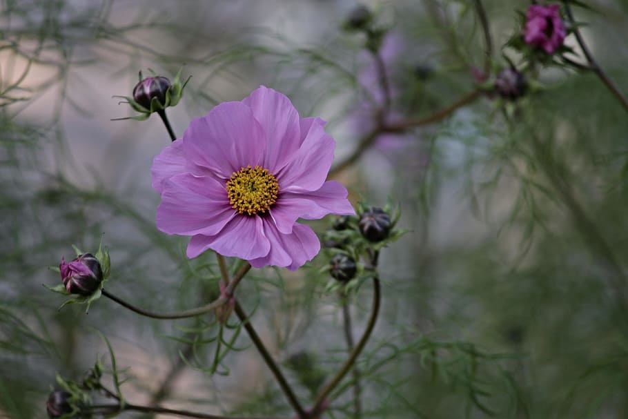 bunga ungu, kosmea, bunga, kosmos bipinnatu, kosmos, mekar, musim panas, taman, alam, warna merah muda