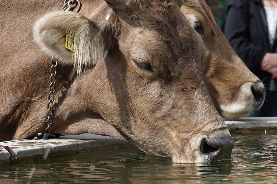 almabtrieb, 牛, 喉の渇き, 動物, 茶色のスイス, 動物のテーマ, 哺乳類, 水, 1匹の動物, 家畜