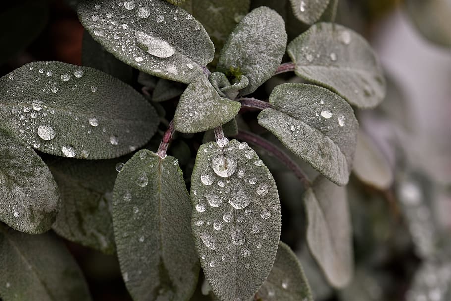 選択的, フォーカス写真, 葉, 露, セージ, 植物, 雨滴, 露滴, 緑, ガーデンスパイスプラント