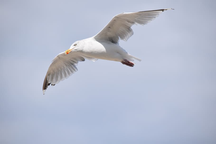gull, a species of marine bird, seagulls, wings, fly, cloudy sky, ornithology, flight bird, flying, animals in the wild