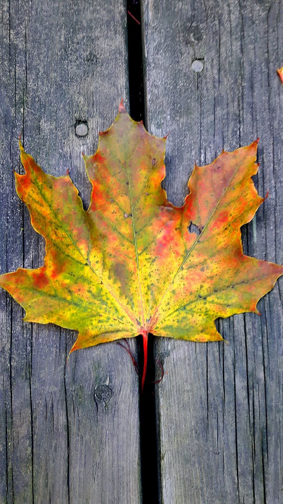 leaves, fall, autumn, colorful, nature, leaf, tree, orange, brown, color