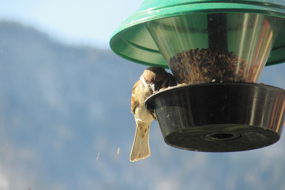 sparrow, bird feeders, sperling, passer domesticus, bird, songbird, animal, food, feeding, one animal