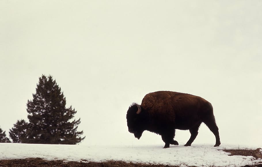 brown buffalo, bison, buffalo, american, animal, wildlife, nature, silhouette, mammal, walking