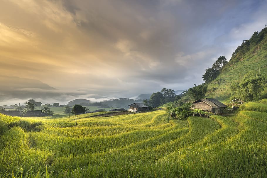campo de hierba, nublado, cielo, vietnam, terrazas, arroz, seda, el cultivo, viajes, agricultor