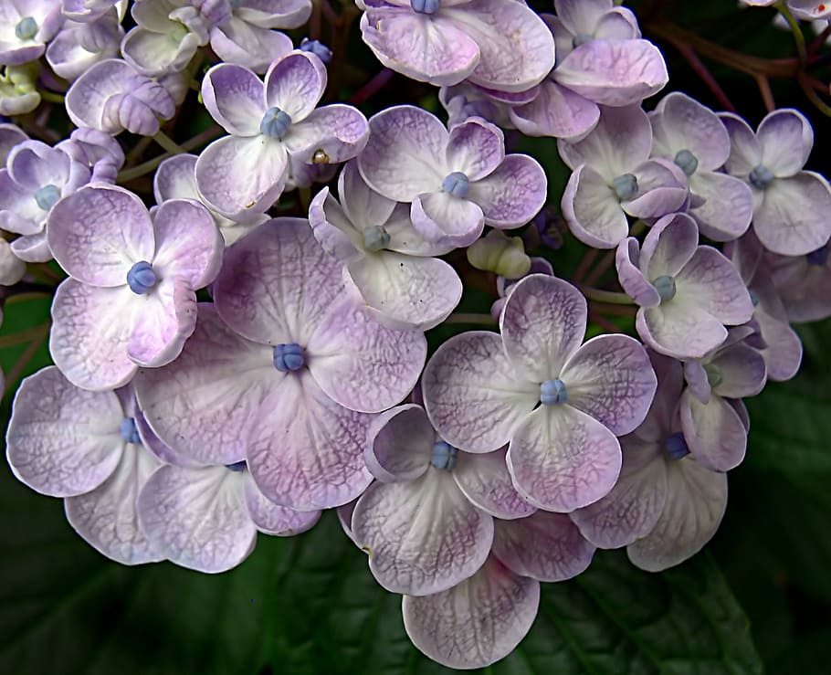 Hydrangea, purple-and-white petaled flowers, flowering plant, vulnerability, flower, fragility, petal, plant, freshness, beauty in nature