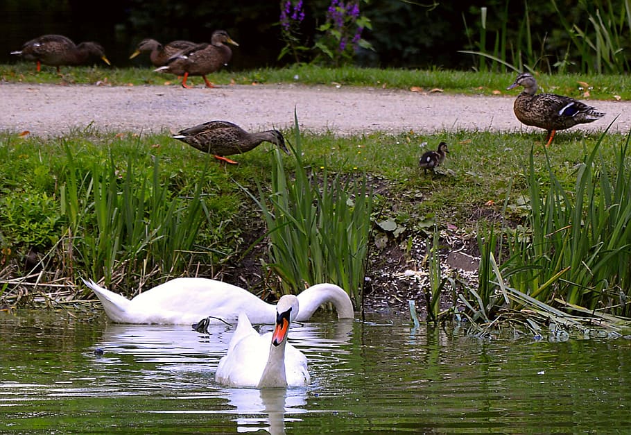 swan, landscape, ducks, lake, nature, water bird, water, bird, animal, waters