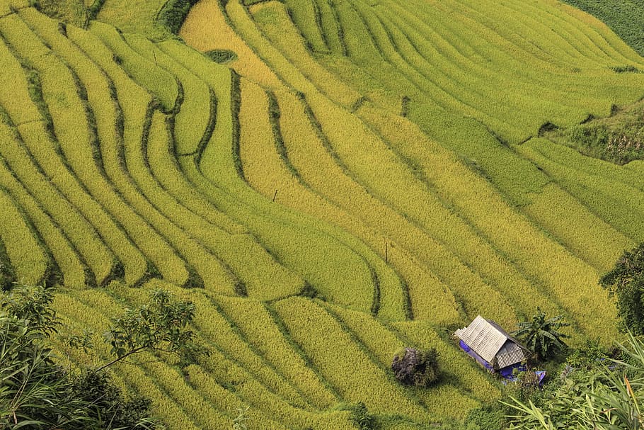green grass field, the house, curve, winding, terraces, cooked rice, minority, green, yellow, lonely