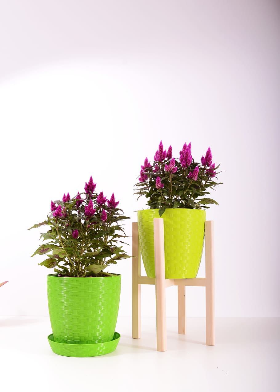 plants, flowerpot, plastic, color, colorful, pot, garden, container, flower, decoration