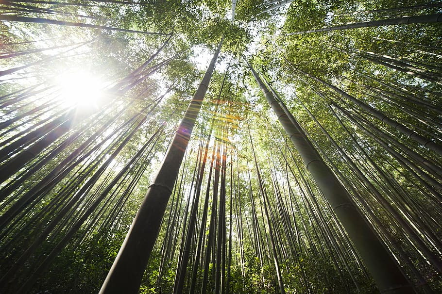 fotografía de ojo de gusano, árboles de bambú, bambú, damyang, sol, bosque, árbol, naturaleza, bambú - Planta, arboleda de bambú