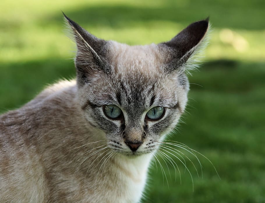 短い毛皮 白 黒 猫 目 飼い猫 子猫 Mieze アディダス トラ猫 Pxfuel