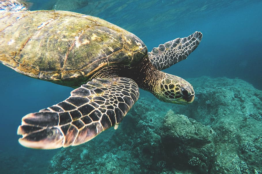capturado, costa, tartaruga marinha, Havaí, natureza, animal, animais, feriados, natural, oceano