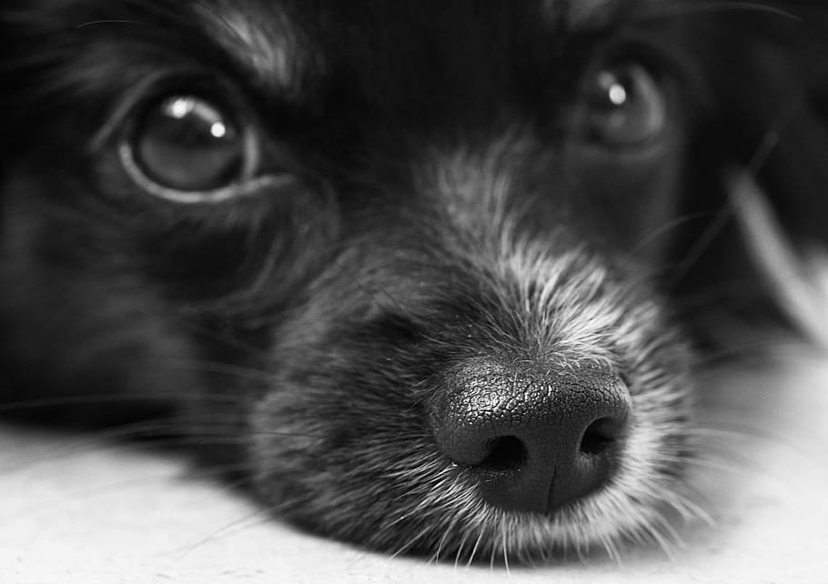 short-coated puppy, focus photo, dog, puppy, papillon, eyes, snout, nose, hair, face