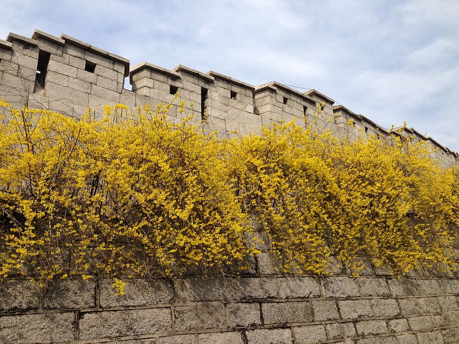 Castle, Forsythia, Namsan, sungkyunkwan university next way, yellow, building exterior, architecture, built structure, outdoors, cloud - sky
