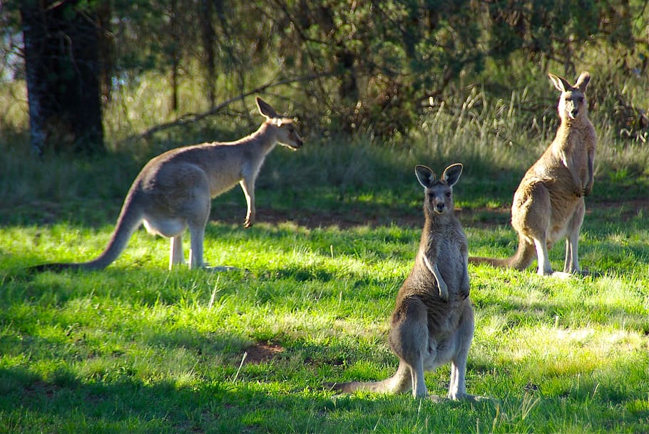 tres, marrón, verde, hierba, durante el día, canguros, animal, canguro, lúpulo, australia