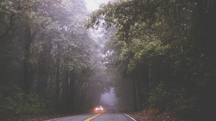 road, fog, mist, car, driving, headlights, pavement, trees, forest, tree