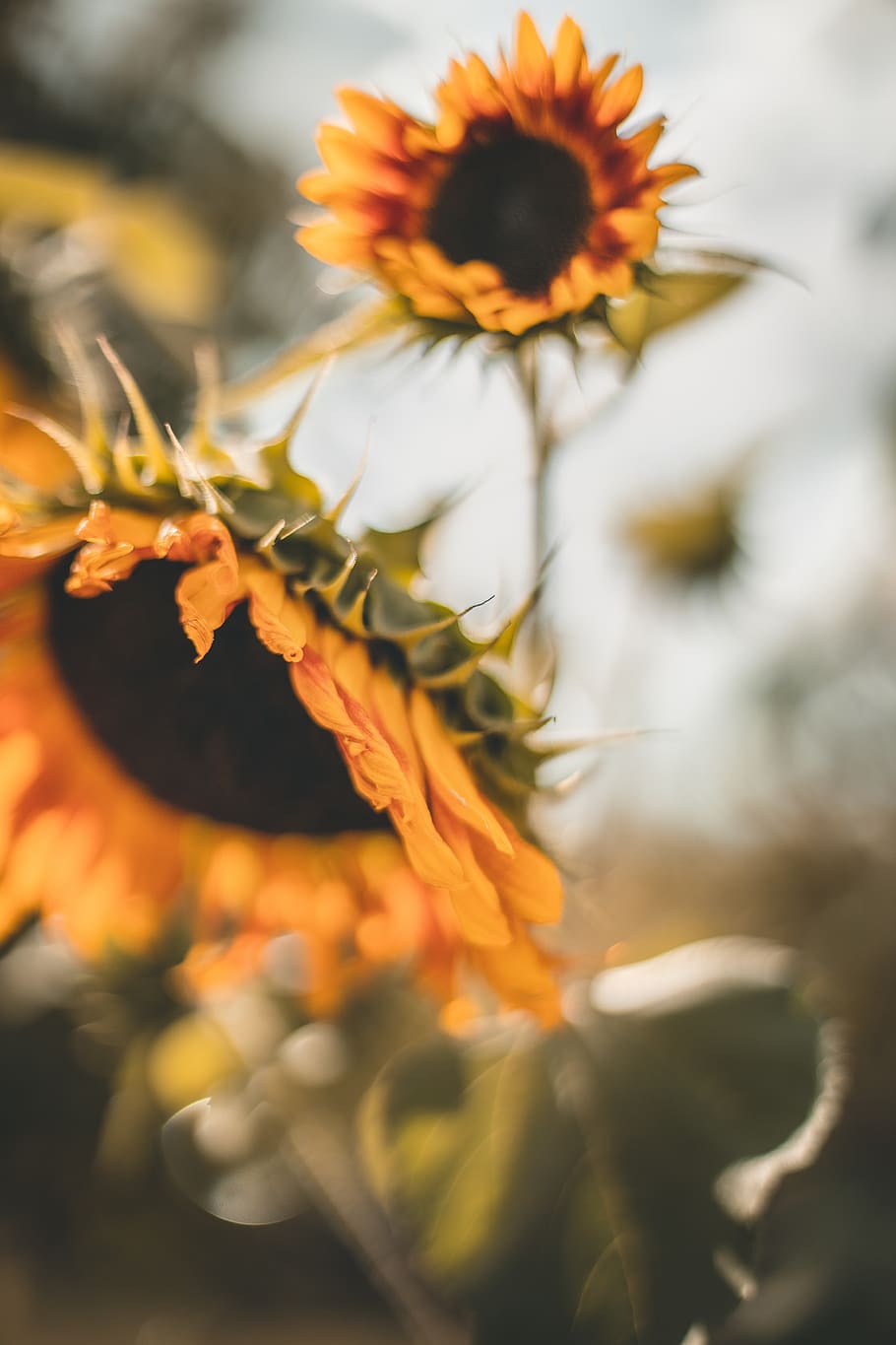 sunflowers, blur, the background, yellow, the sun, macro, bokeh, out of focus, light, figure