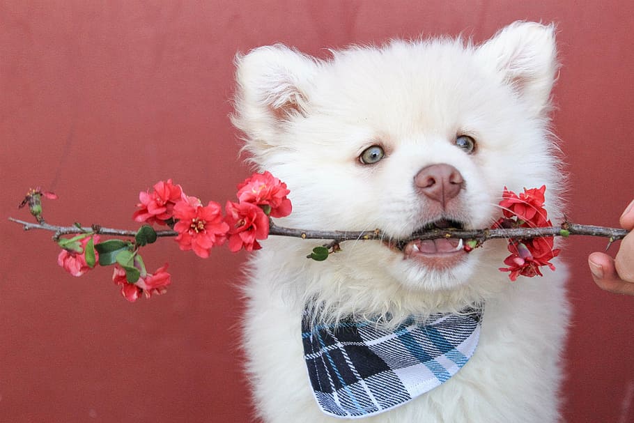 white, siberian, husky, puppy, biting, twig, flowers, bandana, flower, red