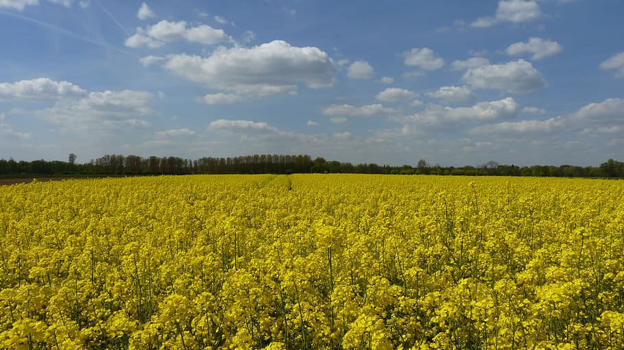 field of rapeseeds, spring, rape blossom, yellow, sky, agriculture, clouds, landscape, plant, scenics - nature