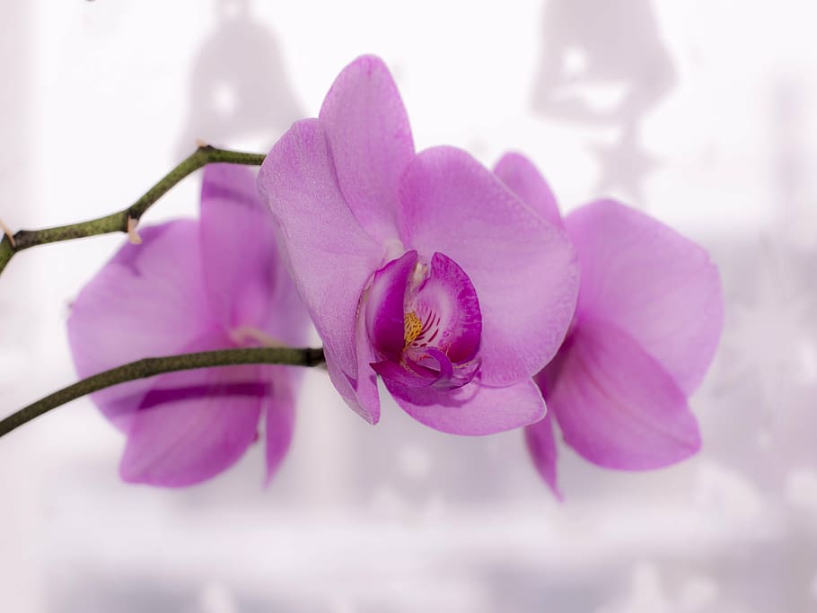 shallow, focus photo, pink, orchid flower, flower, orchid, bright, beautiful, pink flower, purple