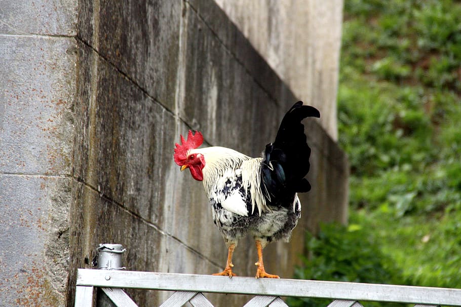 hahn, chickens, outdoor, poultry, range, farm, nature, biohaltung, comb, spout