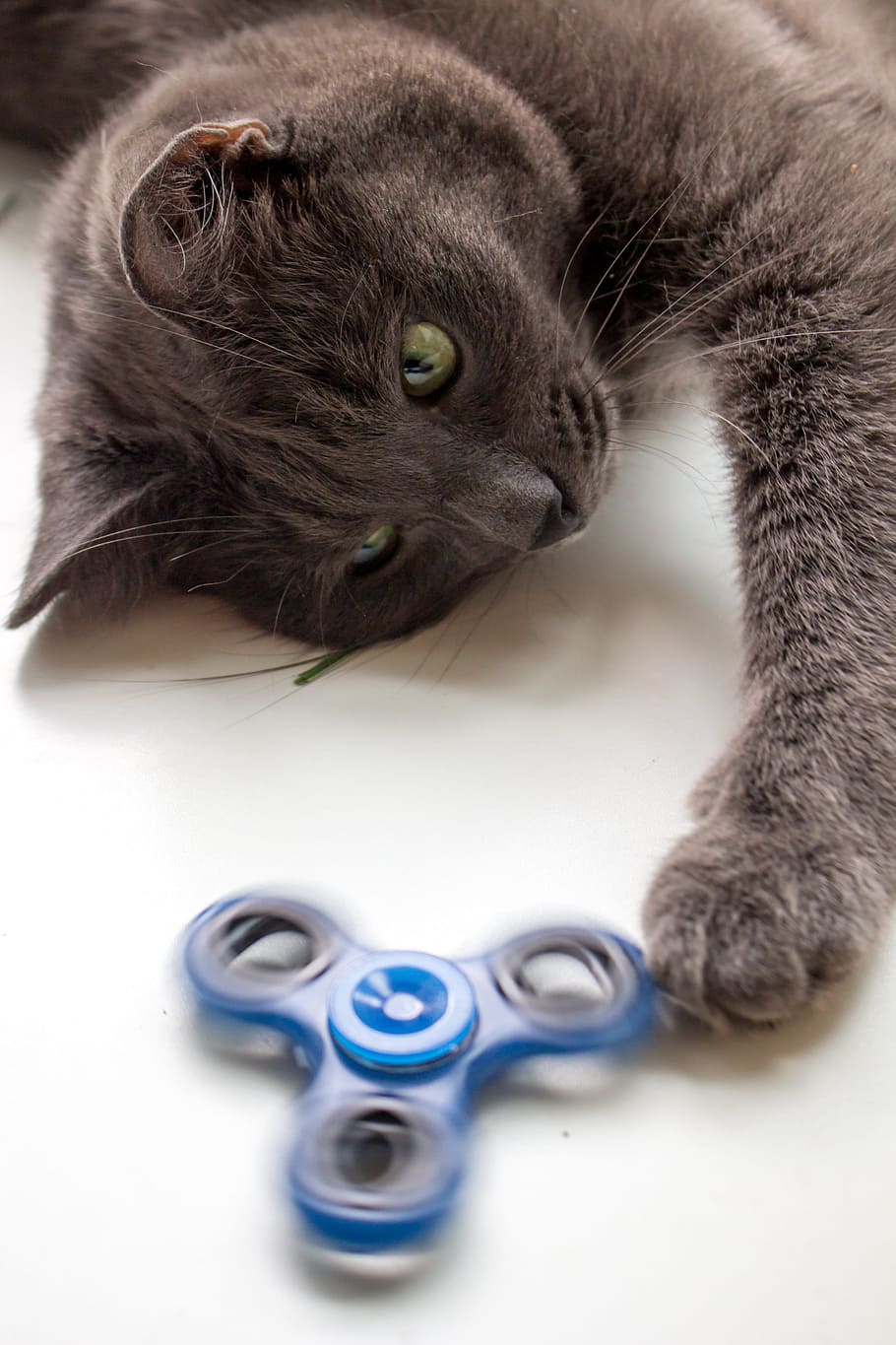 spinner, cat, toy, the top, grey, home, domestic cat, domestic, animal themes, animal