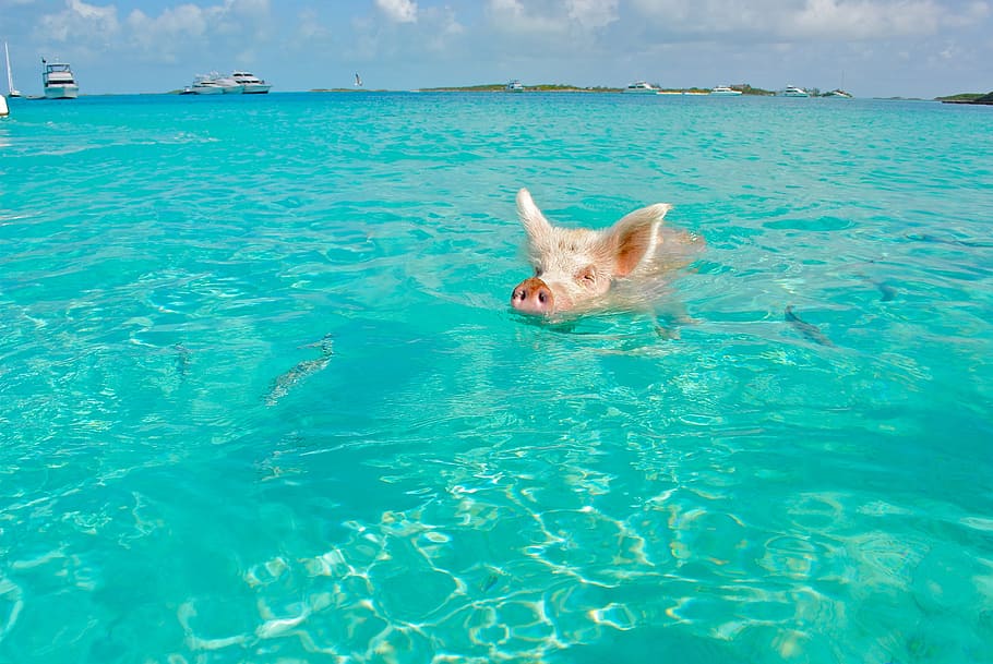 babi, tubuh, air, staniel cay, babi berenang, exumas, bahama, hewan, margasatwa, liar