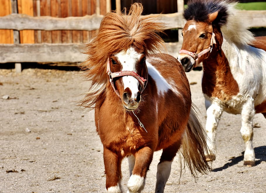 white, brown, horse, running, day time, horses, play, funny, animal, pony