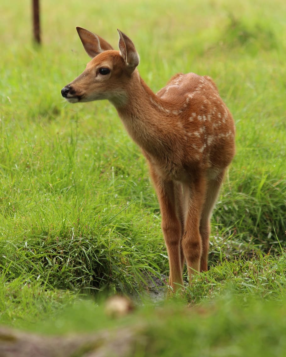 fawn, whitetail deer, animal, deer, wildlife, mammal, young, nature, baby, spots