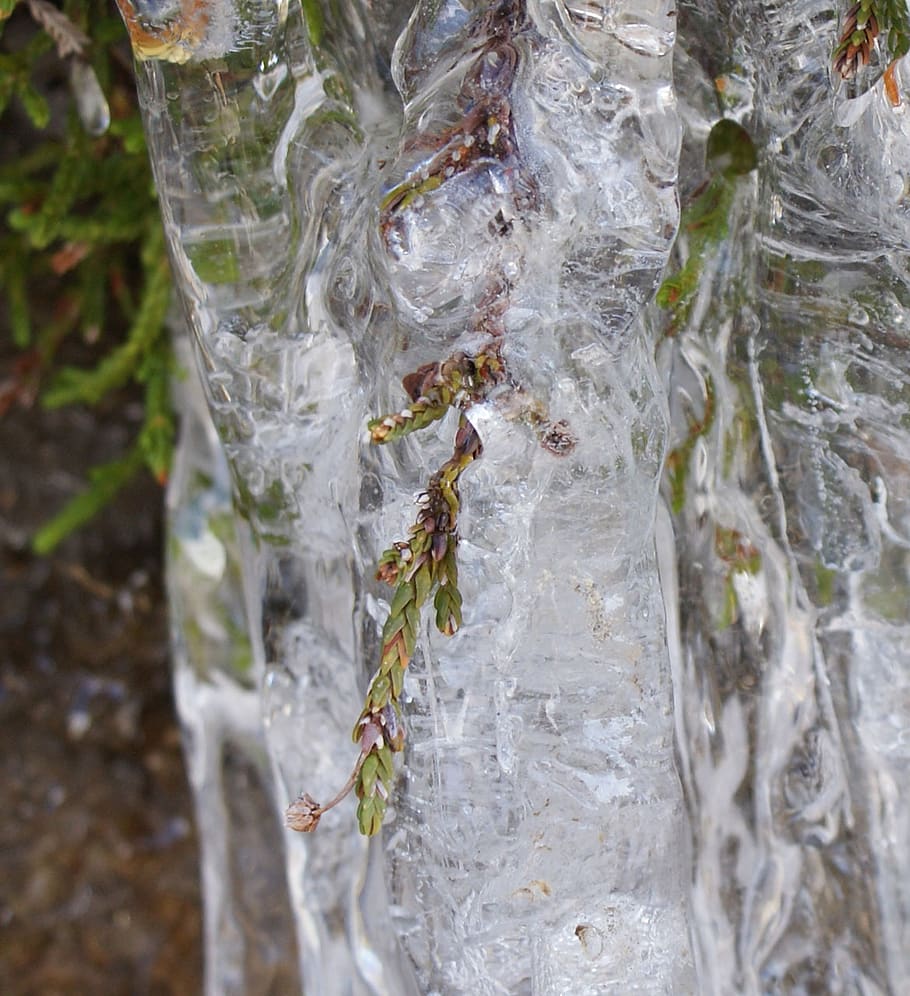 plant, stuck, trap, trapped, icicle, froze, frozen, ze, winter, snow