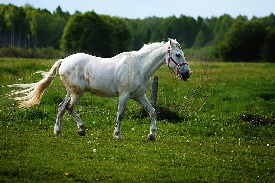 white, walks, green, grass field, sky, daytime, Horse, Gray, Konik, Pasture