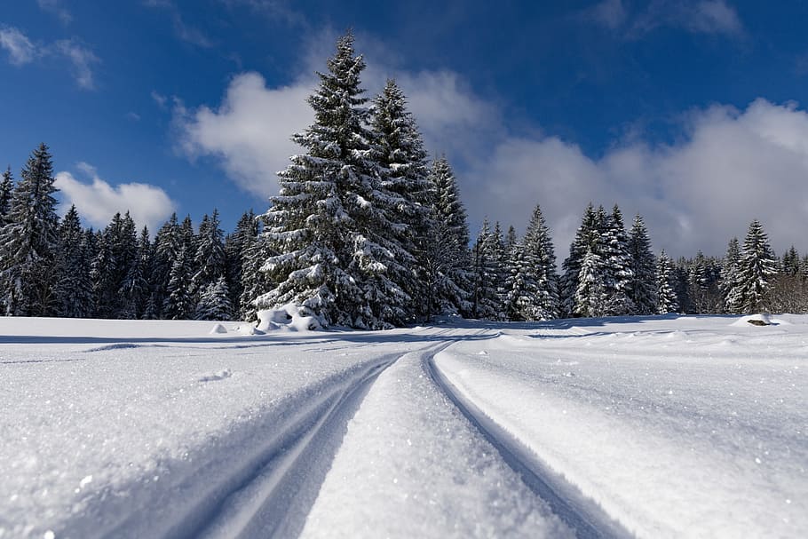 snow, covered, land, pine trees, winter, road, cold, frozen, trail, cross country skiing