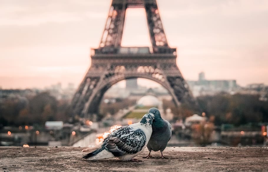 selective, focus photography, two, gray, pigeons, eiffel tower, bird, couple, beak, paris