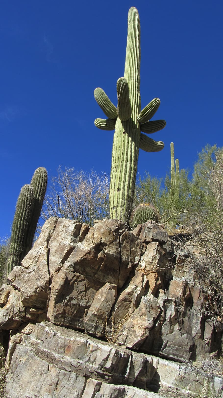 Kaktus, Tucson, Arizona, Lansekap, tanaman, alami, botani, organik, ramuan, pertanian