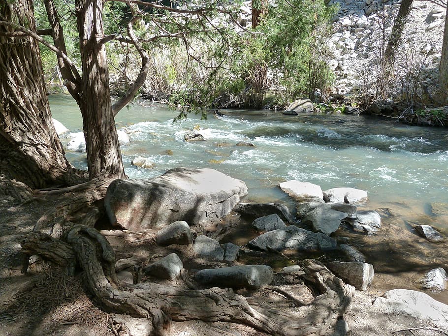 creek, river, water, river bed, tree, roots, nature, scenery, landscape, plant