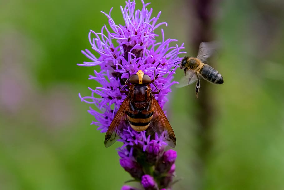 hoverfly, flower, insect, blossom, bloom, summer, plant, macro, flora, animal